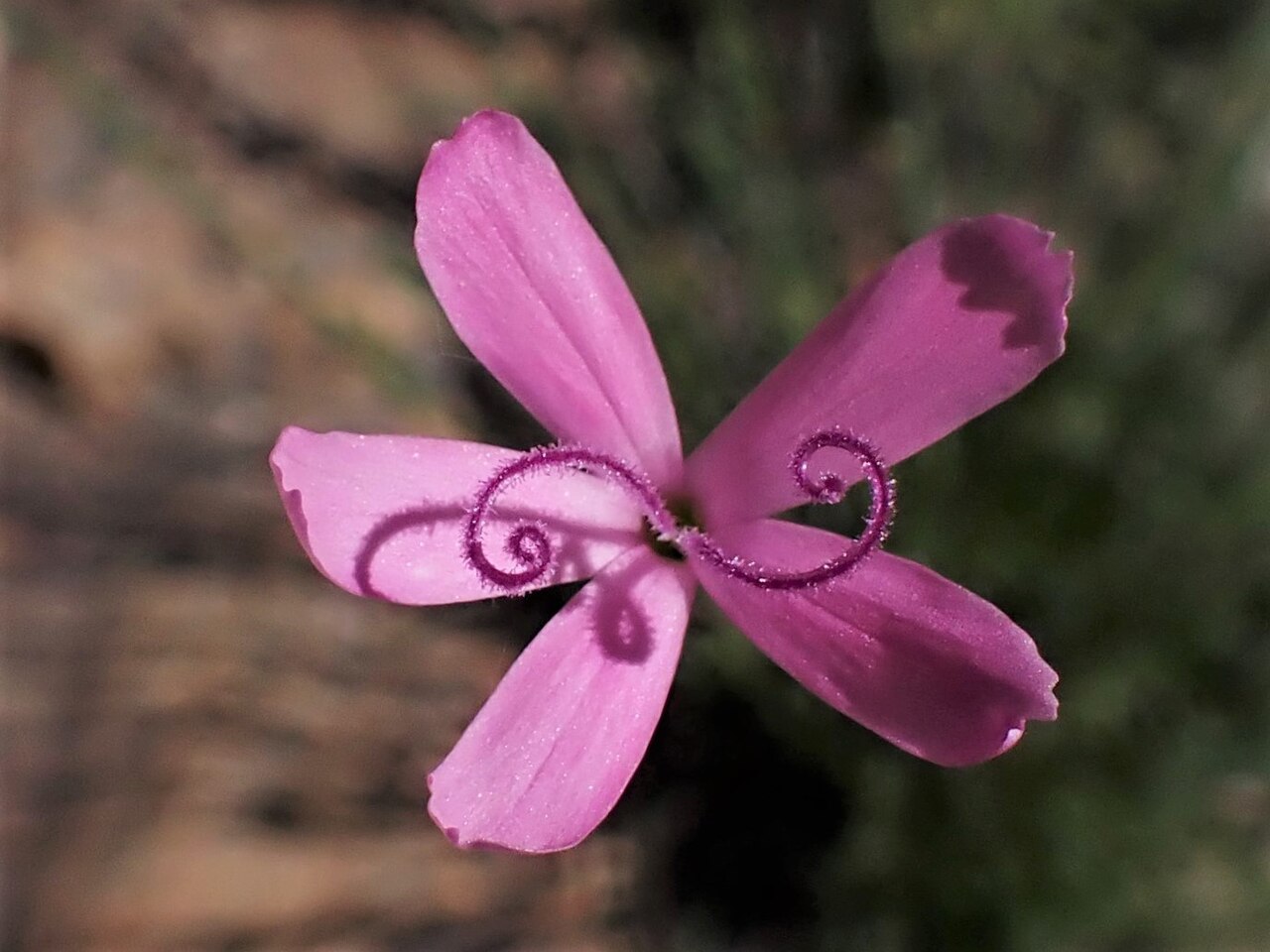 Dianthus laricifolius: Dianthus laricifolius subsp. laricifolius in Pulo do Lobo in Gwadiana valley in SE Portugal