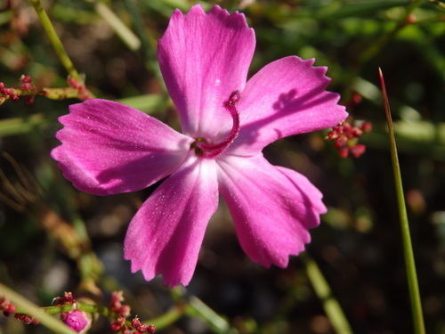 Dianthus laricifolius (Dianthus laricifolius)