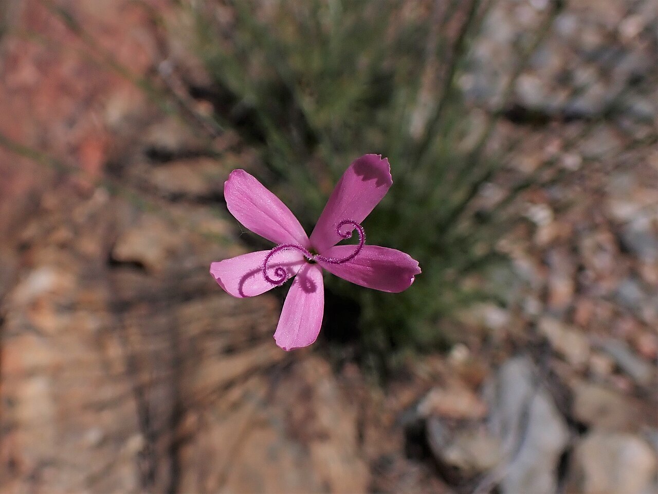 Dianthus laricifolius: Dianthus laricifolius subsp. laricifolius in Pulo do Lobo in Gwadiana valley in SE Portugal