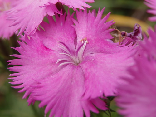 Dianthus laricifolius (Dianthus laricifolius)