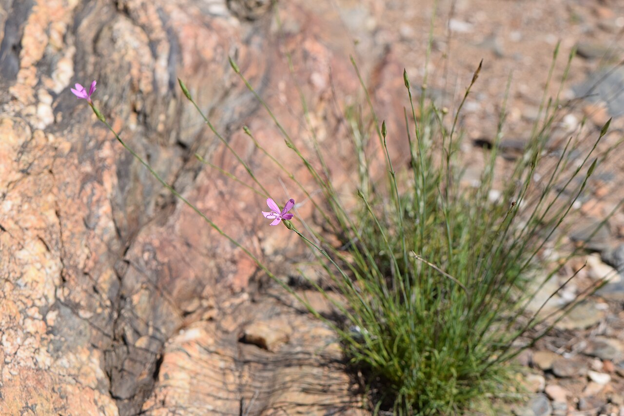 Dianthus laricifolius: Dianthus laricifolius subsp. laricifolius in Pulo do Lobo in Gwadiana valley in SE Portugal