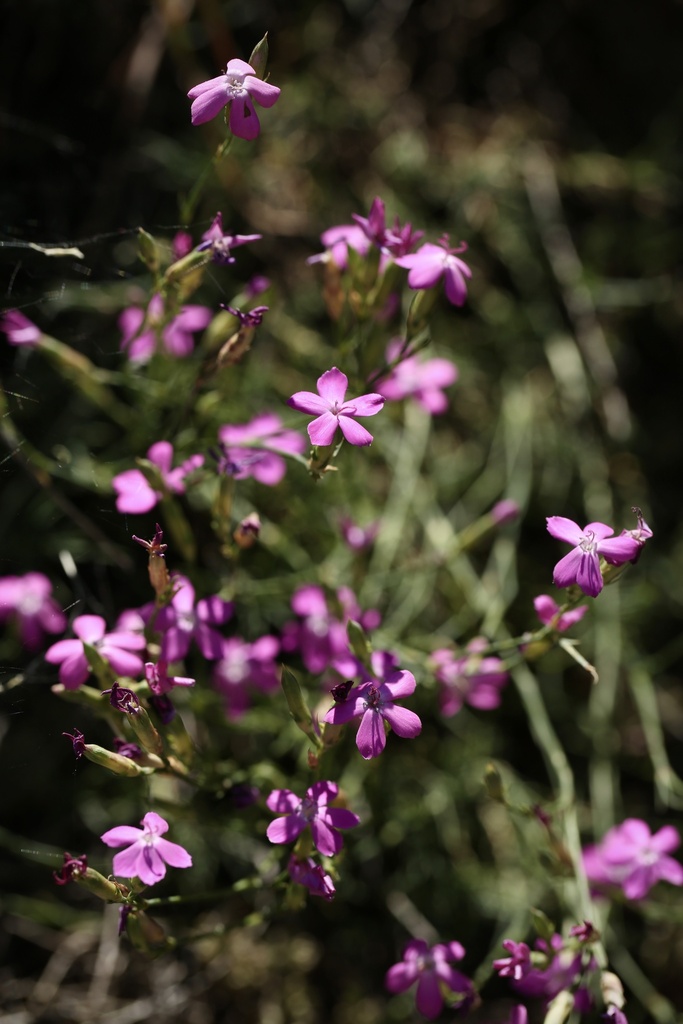Dianthus laricifolius (Dianthus laricifolius)