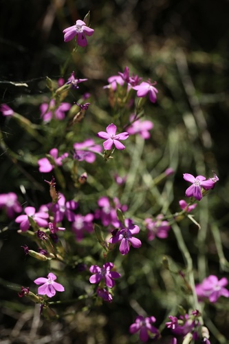 Dianthus laricifolius (Dianthus laricifolius)