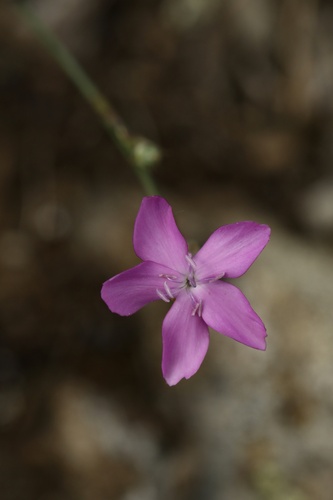 Dianthus laricifolius (Dianthus laricifolius)