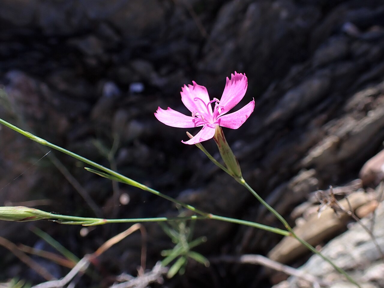 Dianthus laricifolius: Dianthus laricifolius subsp. laricifolius in Pulo do Lobo in Gwadiana valley in SE Portugal