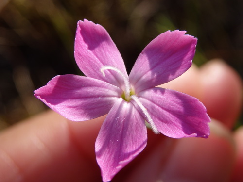 Dianthus laricifolius (Dianthus laricifolius)