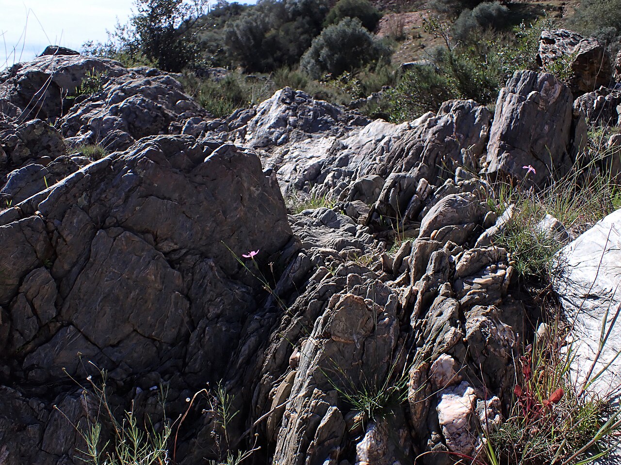 Dianthus laricifolius: Dianthus laricifolius subsp. laricifolius in Pulo do Lobo in Gwadiana valley in SE Portugal