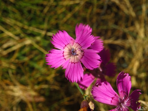 Dianthus legionensis (Dianthus legionensis)