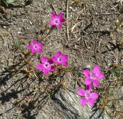 Dianthus legionensis (Dianthus legionensis)