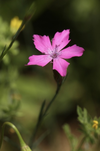 Dianthus legionensis (Dianthus legionensis)