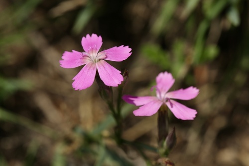 Dianthus legionensis (Dianthus legionensis)
