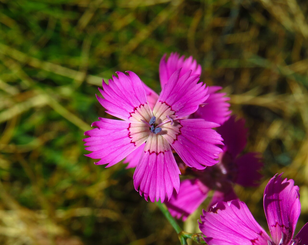 Dianthus legionensis: Dianthus legionensis in “Sanabria Lake Natural Park”, in the municipality of Galende ( Zamora , Spain ). Detail of the flower.