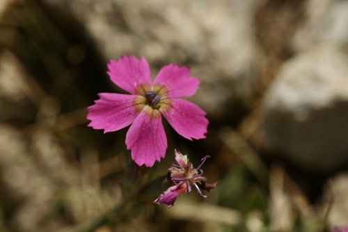Dianthus legionensis (Dianthus legionensis)