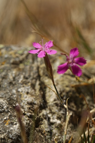 Dianthus legionensis (Dianthus legionensis)