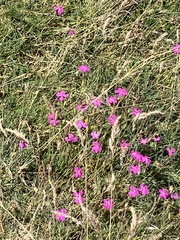 Dianthus legionensis (Dianthus legionensis)