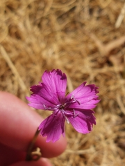 Dianthus legionensis (Dianthus legionensis)