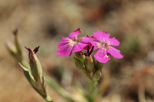 Dianthus legionensis (Dianthus legionensis)
