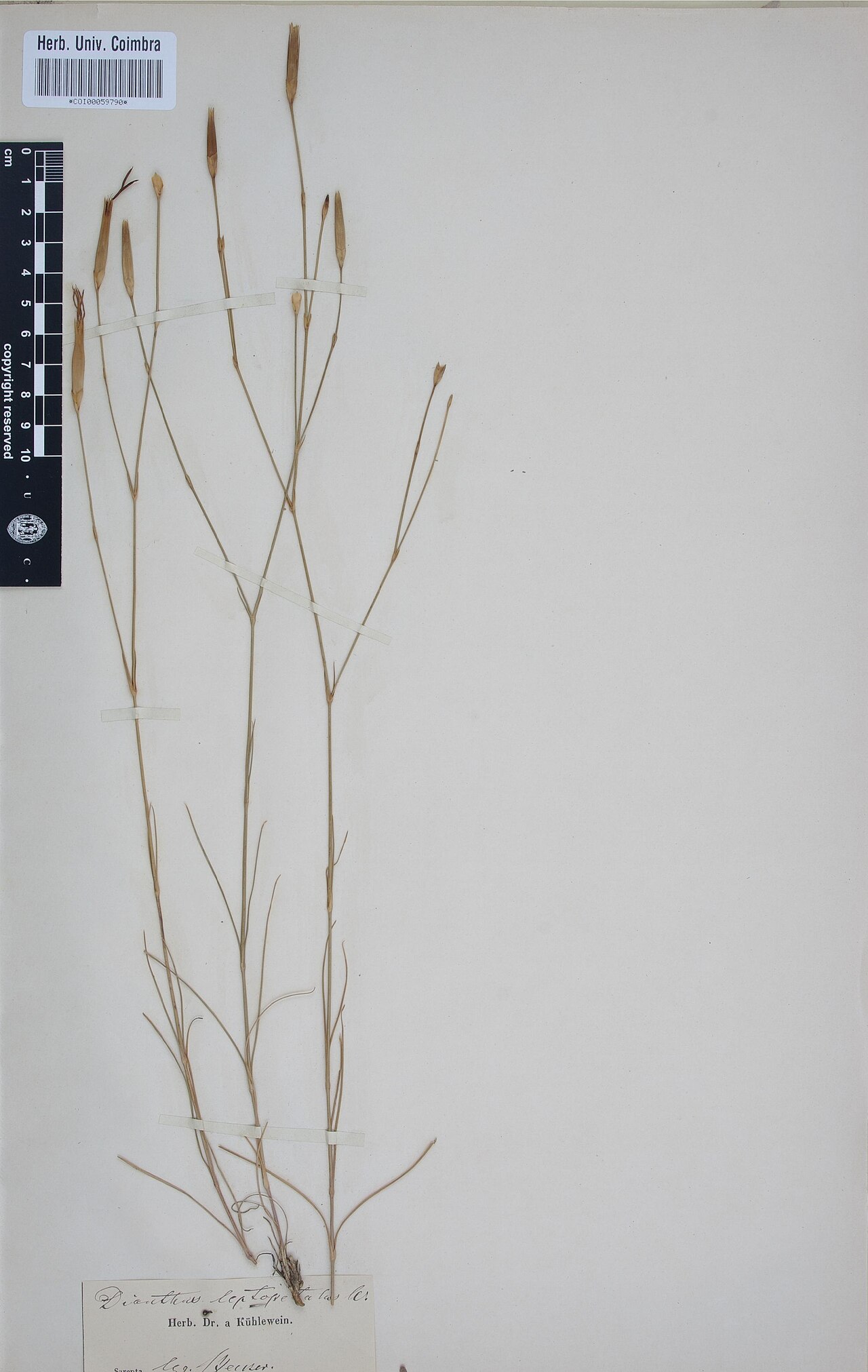 Dianthus leptopetalus: Photograph of Type of Dianthus leptopetalus at Herbarium of the University of Coimbra, Portugal (COI). Specimen COI00059790. http://coicatalogue.uc.pt/specimen/