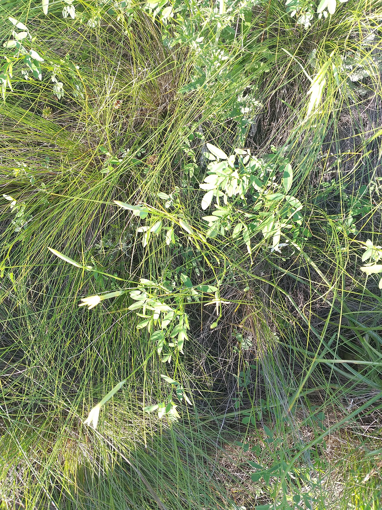 Dianthus leptopetalus: Dianthus leptopetalus