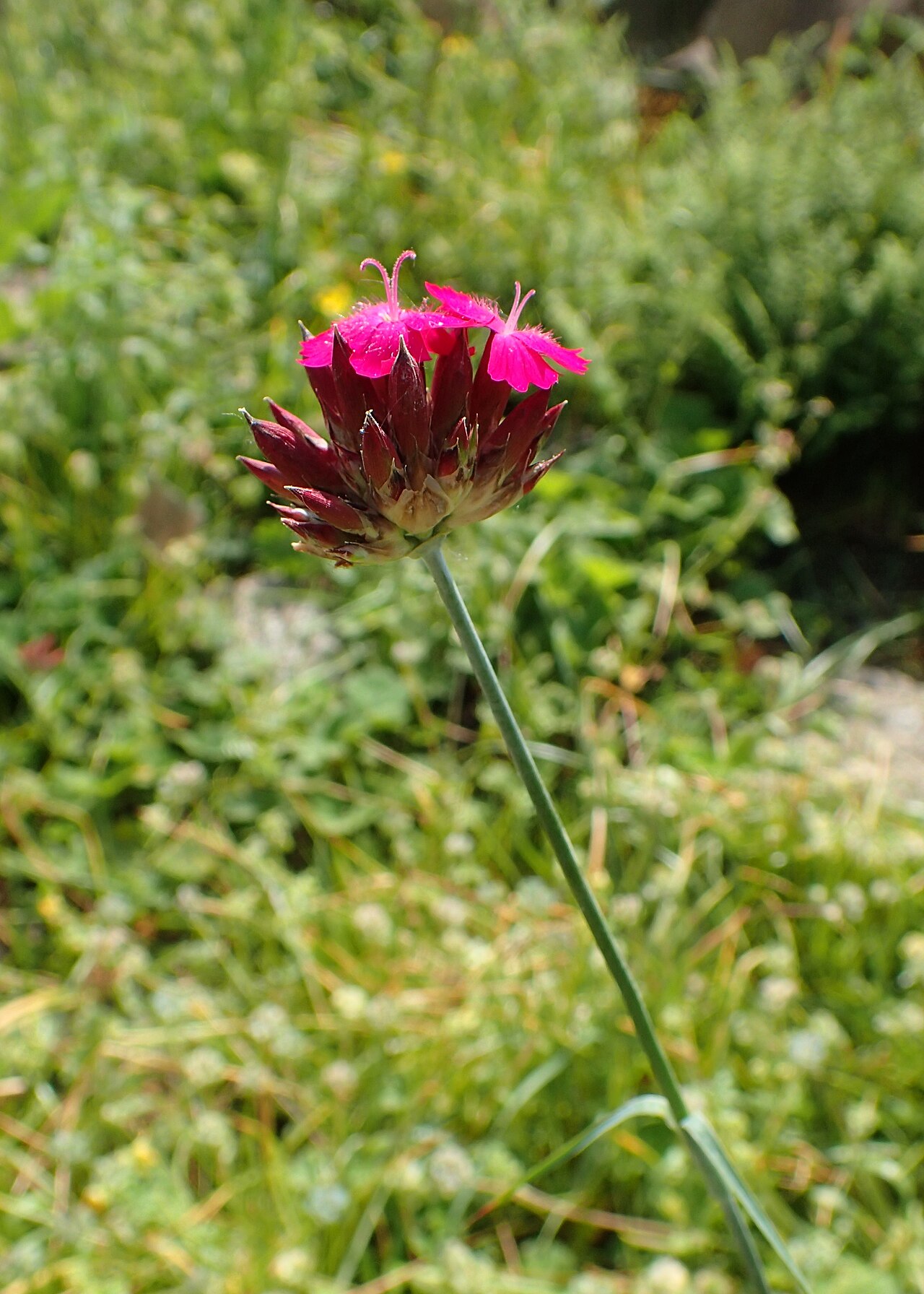 Dianthus leucophoeniceus: Dianthus leucophoeniceus in the Botanischer Garten, Berlin-Dahlem