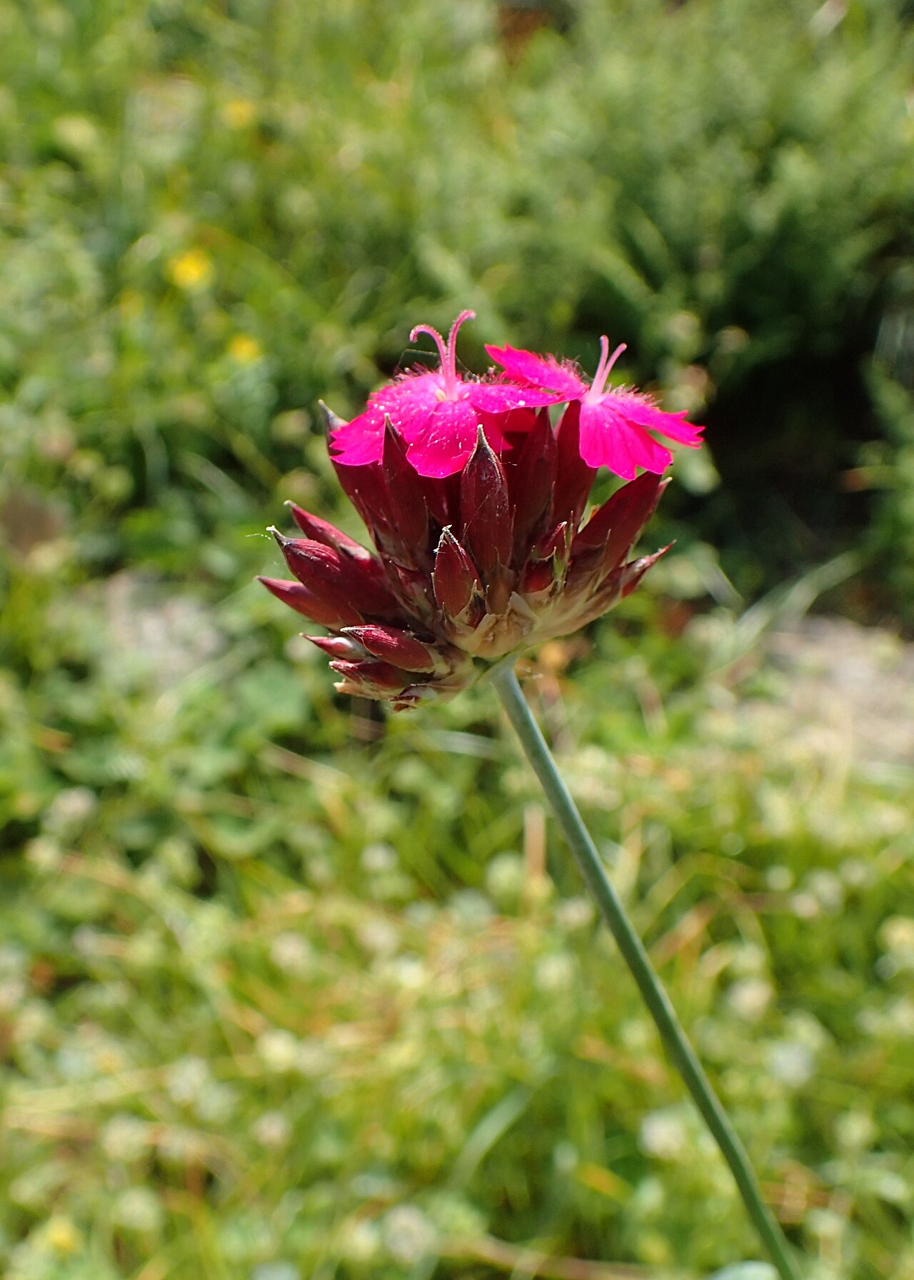 Dianthus leucophoeniceus: Dianthus leucophoeniceus in the Botanischer Garten, Berlin-Dahlem