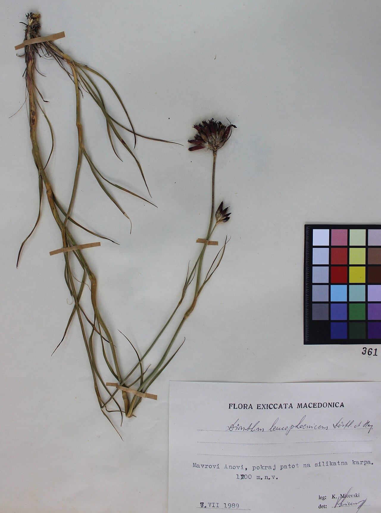 Dianthus leucophoeniceus: Dianthus Leucophoeniceus Dörfl. et Hayek.