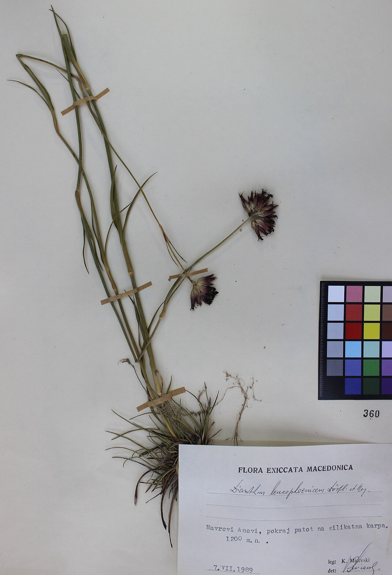 Dianthus leucophoeniceus: Dianthus Leucophoeniceus Dörfl. et Hayek.