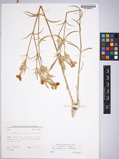 Dianthus libanotis: Dianthus libanotis — Herbarium specimen from Persia bor., Azarbaijan, locis stepposis 20 km bor. ab oppido Shahpur, 38°21' - 44°50', Iran. Collected by Soják,J.