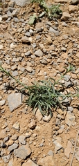 Dianthus libanotis (Dianthus libanotis)