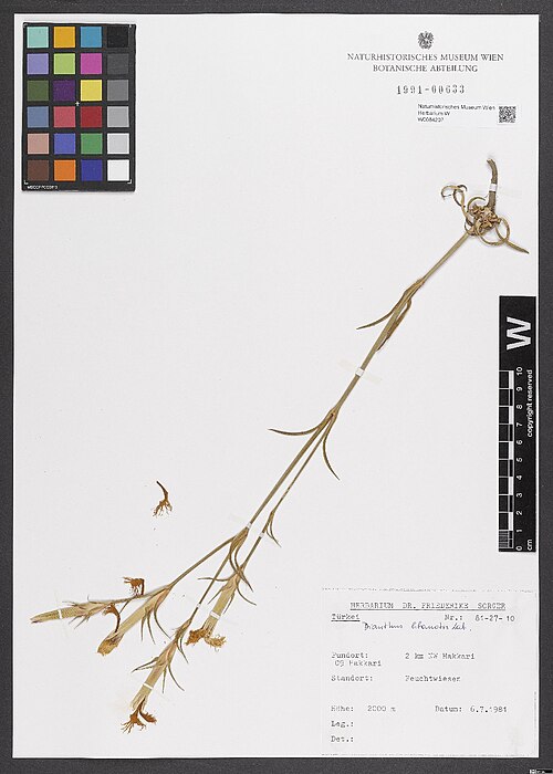 Dianthus libanotis: Dianthus libanotis — Herbarium specimen from Türkei, C9 Hakkari, 2 km NW Hakkari; 2000 m, Türkiye. Collected by Sorger,F. 81-27-10 (1981-07-06). Recorded in GBI