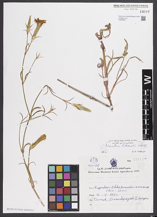 Dianthus libanotis: Dianthus libanotis — Herbarium specimen from Mazandran, Elika [= Elika, Alika, Ileka, pers., اليكا‎; Mazandaran Province], Kamarlon → Varnasht. 2500-3200 m)., I