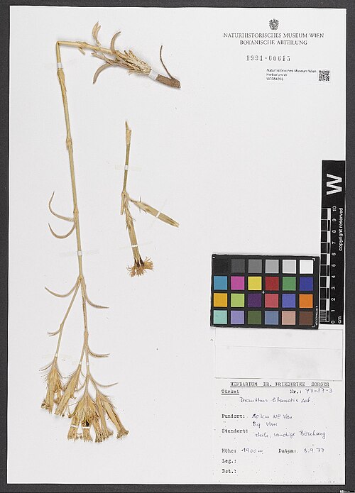 Dianthus libanotis: Dianthus libanotis — Herbarium specimen from Türkei, B9, Van, S Ufer Ercek Gölü; steile, sandige Böschung. 1900 m., Türkiye. Collected by Sorger,F. 77-87-3 (197