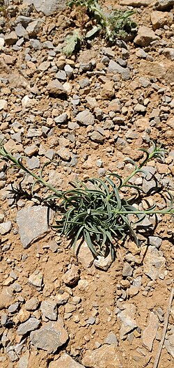 Dianthus libanotis: Dianthus libanotis — Field observation from Golan, IL, Israel. Collected by Mitch Van Dyke (2025-05-29). Recorded in GBIF occurrence 5205990541 .