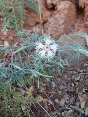 Dianthus libanotis (Dianthus libanotis)