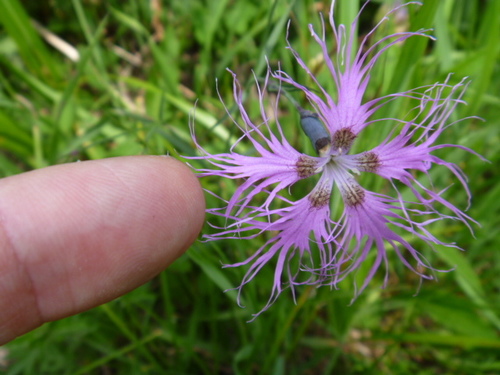 Dianthus longicalyx (Dianthus longicalyx)