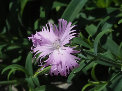 Dianthus longicalyx (Dianthus longicalyx)