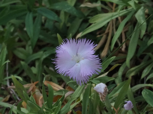 Dianthus longicalyx (Dianthus longicalyx)