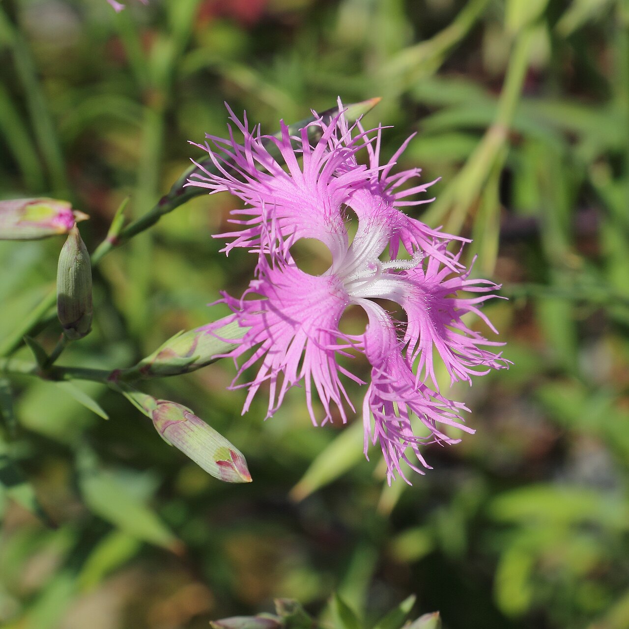 Dianthus longicalyx: Dianthus longicalyx, identifierad med hjälp av befintlig skylt vid Kew Gardens , London.
