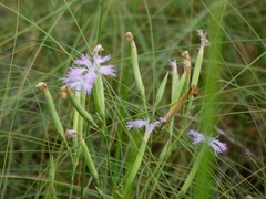 Dianthus longicalyx (Dianthus longicalyx)
