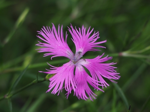 Dianthus longicalyx (Dianthus longicalyx)