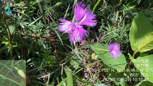 Dianthus longicalyx (Dianthus longicalyx)