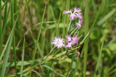 Dianthus longicalyx (Dianthus longicalyx)