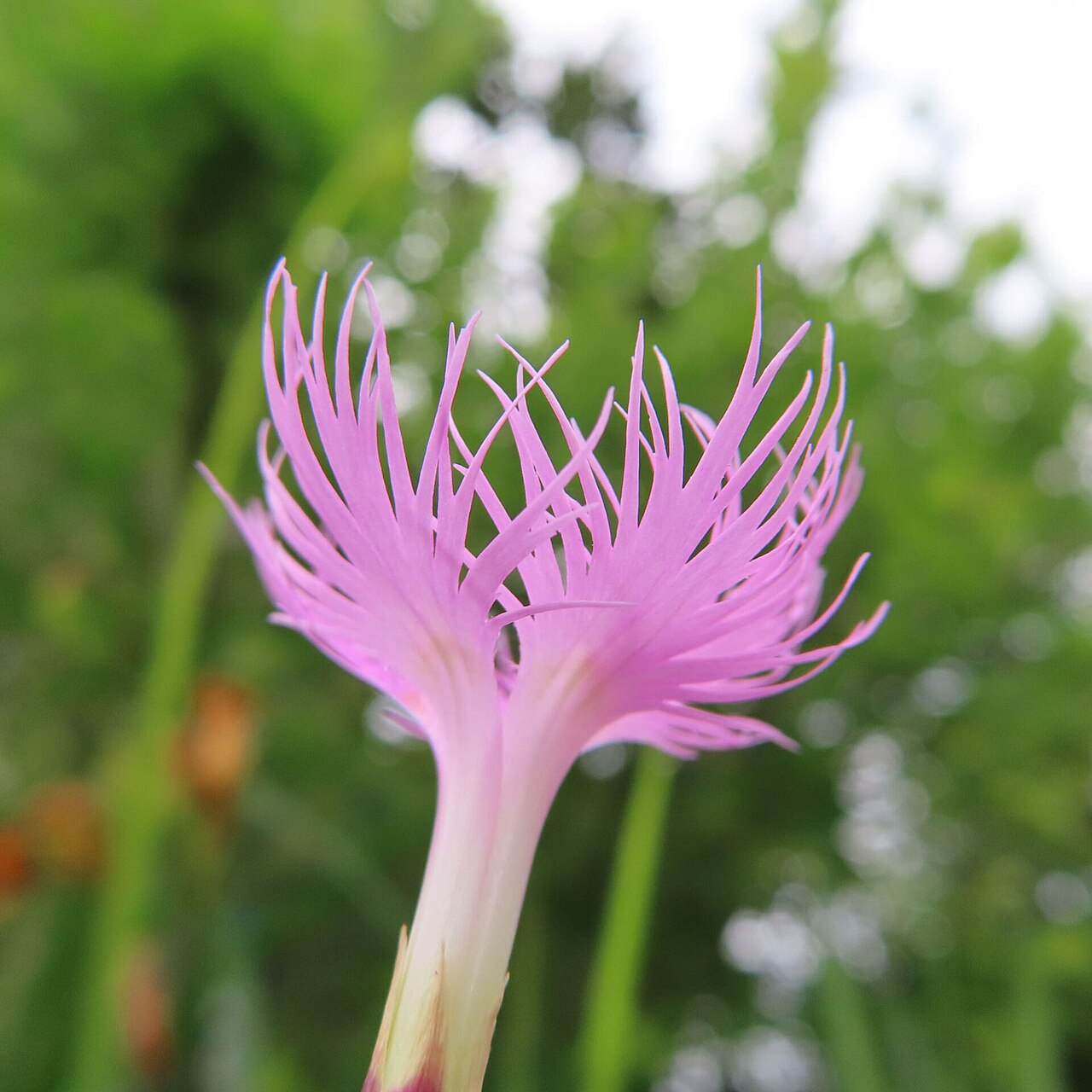 Dianthus longicalyx: カワラナデシコの桃色の花を接写した写真。深く細く切れ込む花弁の縁が見える。