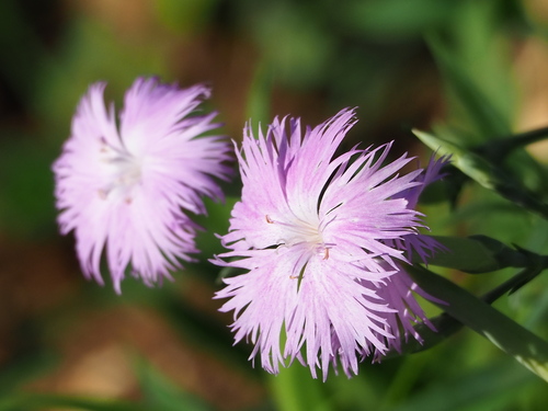 Dianthus longicalyx (Dianthus longicalyx)