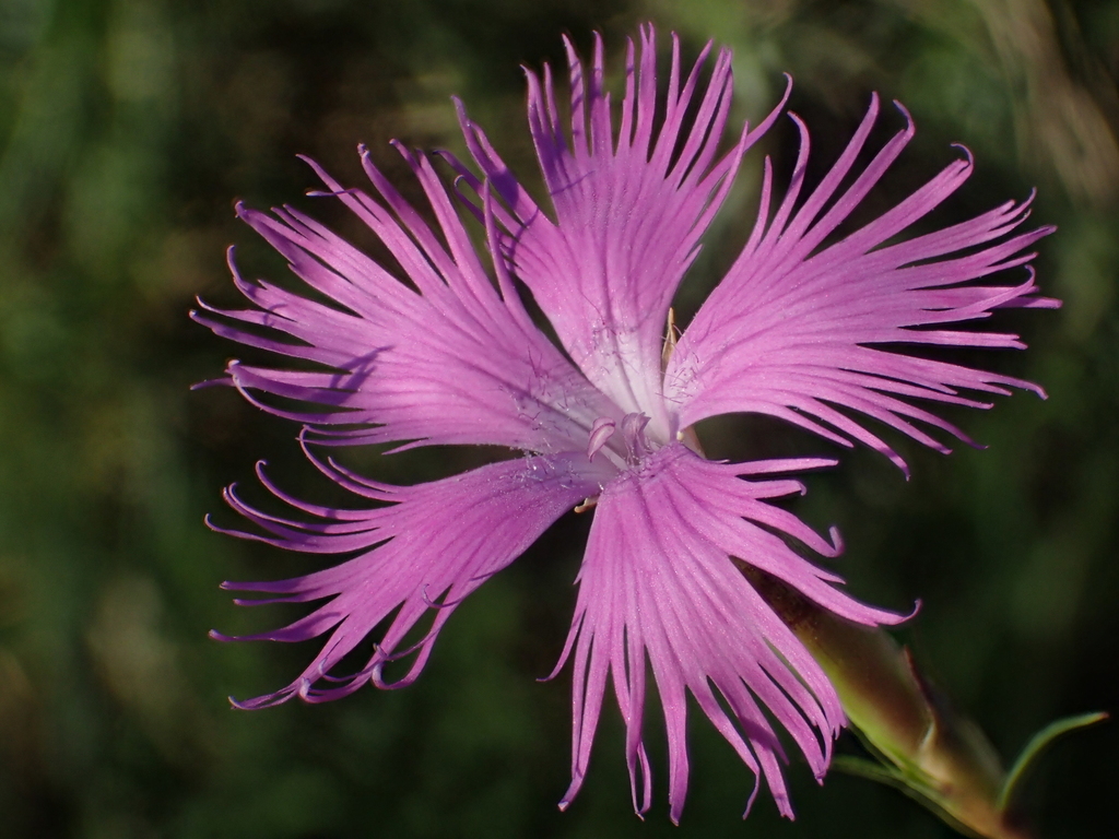 Dianthus longicalyx (Dianthus longicalyx)