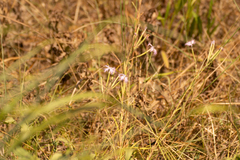 Dianthus longicalyx (Dianthus longicalyx)