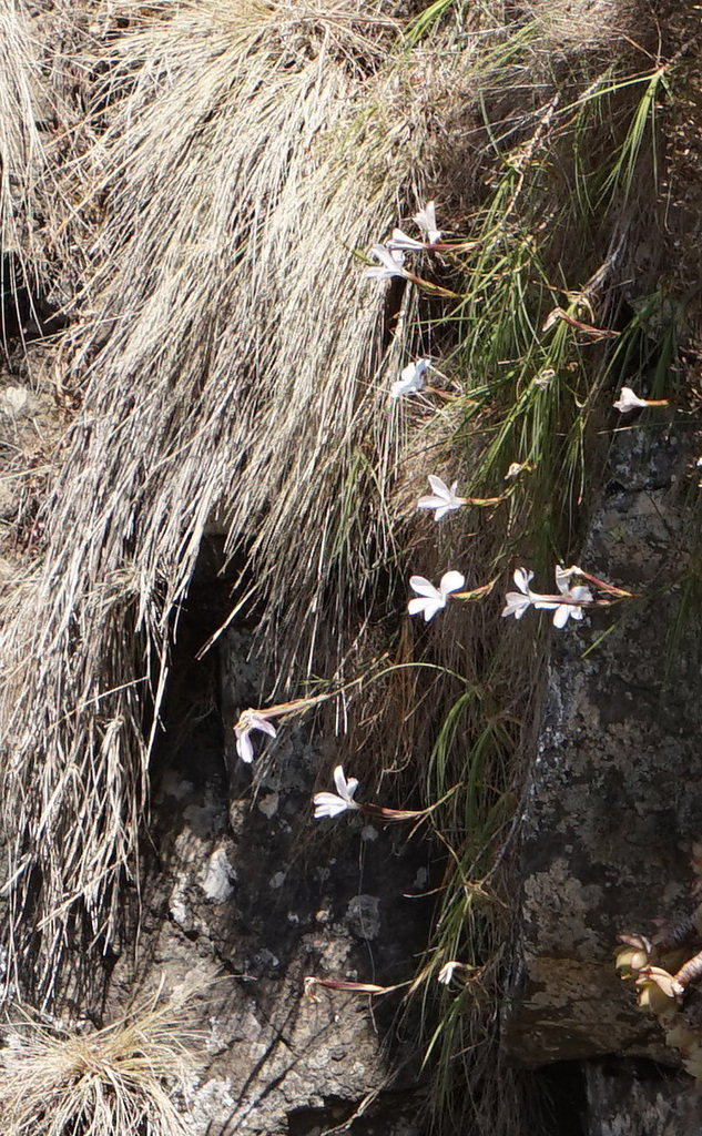 Dianthus longiglumis (Dianthus longiglumis)