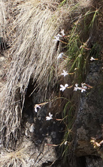 Dianthus longiglumis (Dianthus longiglumis)