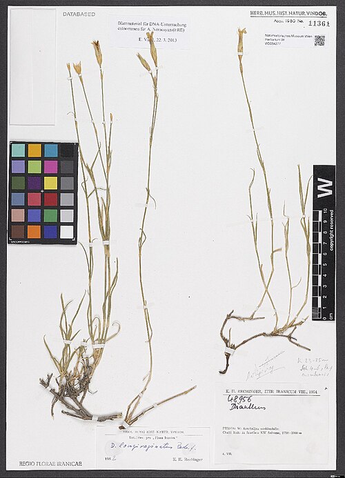 Dianthus longivaginatus: Dianthus longivaginatus — Herbarium specimen from Persia, W, Azerbaijan occidentalis, Chalil Kuh, in faucibus NW Selvana, 1750-2000 ., Iran. Collected by Rechin
