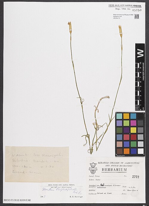 Dianthus longivaginatus: Dianthus longivaginatus — Herbarium specimen from Azerbaijan, SW. Rezaiyeh Silvana-Bardehsur. 1800–2200 m., Iran. Collected by Zehzad & Siami,A. 2772 (1974-07-0